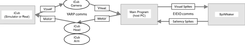 Fig. 3.Combined iCub-SpiNNaker system. Raw I/O from the robot is converted into YARP bottles and processed by a host-based EIEIO transceiver