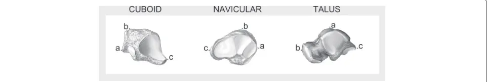 Fig. 1 Anatomical landmarks for cuboid, navicular and talus Bone drawings adapted from [60]