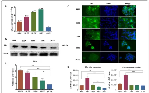Fig. 2 Expression and location of ERα in HaCaT cells transduced with E6 or E7 oncogenes from HPV‑16 and 18