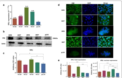 Fig. 3 Expression and location of ERβ in HaCaT cells transduced with the E6 or E7 oncogenes from HPV‑16 and 18