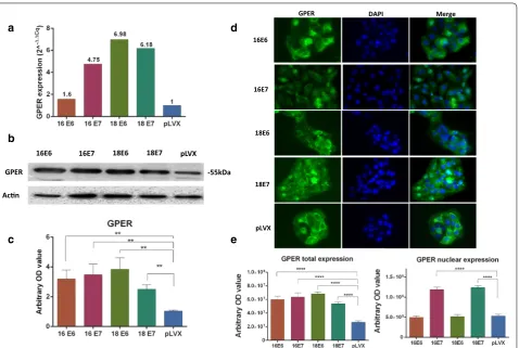 Fig. 4 Expression and location of GPER in HaCaT cells transduced with the E6 or E7 oncogenes from HPV‑16 and 18