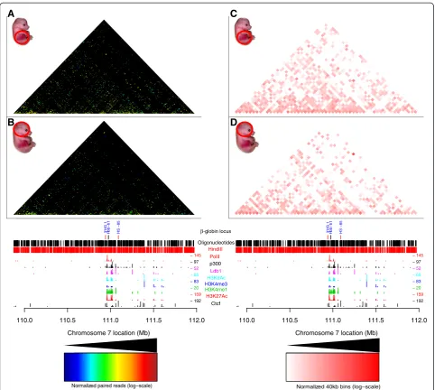 Figure 3 Comparison of the compartmentalization and interactions for therecognition sites (red lines) and the ChIP-seq derived binding sites of PolII (red lines), Ldb1 (purple lines) [38], Ctcf (black lines), p300 (black lines), β-globin locus