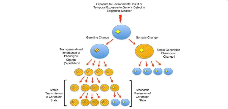 Figure 1 Transgenerational epigenetic memory. The soma (oval shapes) and germlines (diamonds) of a developing embryo are depicted