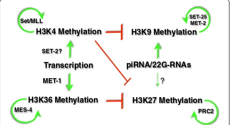 Figure 3 Dynamics of histone modifications in the germline cycle. The relative abundances of the modifications indicated are shown atdifferent times during germ cell development in Caenorhabditis elegans