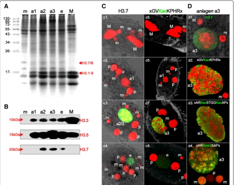 Figure 2 Spatiotemporal occurrence of H3 variant proteins, nuclear localization of H3.7 and selected post-translational modifications(PTMs)