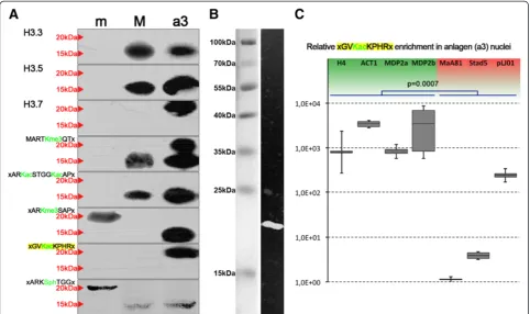 Figure 3 Nuclear localization of H3 variants and post-translational modifications (PTMs) and results of chromatin immunoprecipitatino(ChIP) analyses on chromatin purified from polytene anlagen (a3) using a pAb targeted to H3K36ac