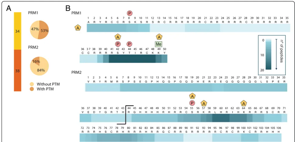Figure 2 Protamine peptides and post-translational modifications (PTMs) detected in mouse sperm