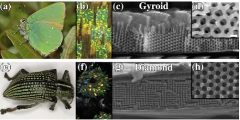 FIG. 1: The nanostructures creating structural color in the Cal-[100]- (g) and [111]-direction (h) with lattice constantof those scales reveals the single Gyroid in the [110]-direction (c,d)with lattice constantlophrys rubi butterﬂy (a-d) and the Entimus i