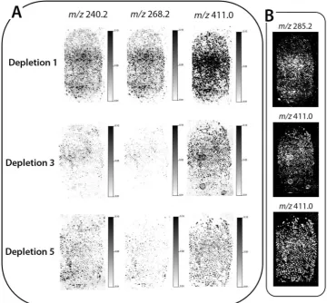 Figure 6. MALDI MSI of a depletion series (1st, 3rd and 5th) of latent ungroomed ingermarks, aged in a wallet for 6 weeks, including; (A) MALDI MS images of three ion species (m/z 240.2, m/z 268.2 and m/z 411.0) set to the same contrast and intensity, showing a reduction in the signal and ridge detail clarity through the depletions and (B) ridge detail reconstruction using the ion signal with the best ridge clarity for each ingermark, showing that grade 2 images can be obtained in each instance.