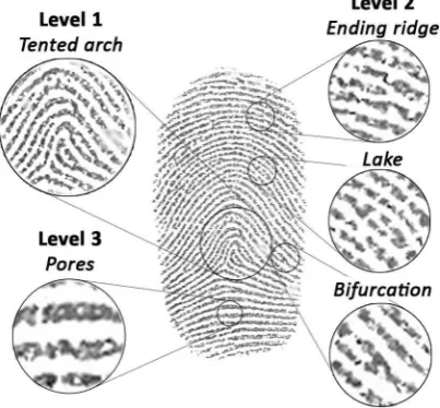 Figure 1. Inked ingermark taken from the primary donor within this research article. Examples of ingermark ridge characteristics have been indicated, including; Level 1 (class of mark - tented arch), Level 2 (minutiae - ending ridge, lake and bifurcation) and Level 3 (pores).