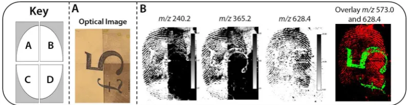Figure 5. MALDI MSI analysis of a latent ungroomed ingermark deposited onto a polymer banknote enhancement, (following development using conventional FETs