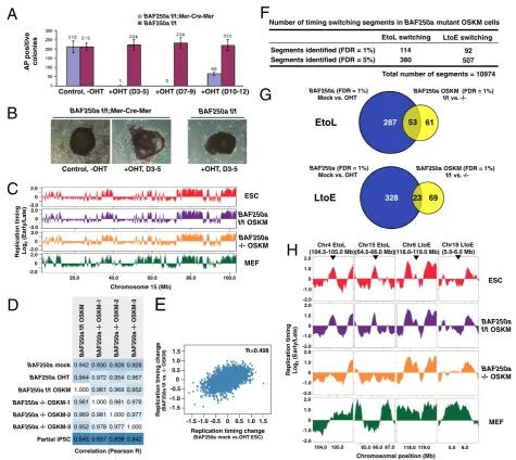 Figure 2 Role of BAF250a in the regulation of replication domains in cells undergoing somatic cell reprogramming.flox/floxOSKM clones and three independentreplication timing datasets (Pearsonswitching segments in OHT-treated cells determined as in Figure 1