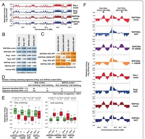 Figure 3 Brg1 but not BAF53a is required for the regulation of replication domains. (A) Replication timing profiles of mock- and 4-hydroxytamoxifen (OHT)-treated Brg1 flox/flox and BAF53a flox/-, displayed as in Figure 1B