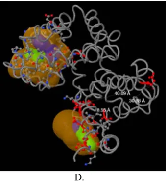 Figure 3. Oxy-haemoglobin protein (1hho): A = functional  hotspot; B = stability hotspot; C = sequence consensus and 