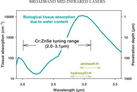 Figure 1. Typical absorption and penetration depth of the biological tissue, as well as the typical absorption ranges of some important radicals.