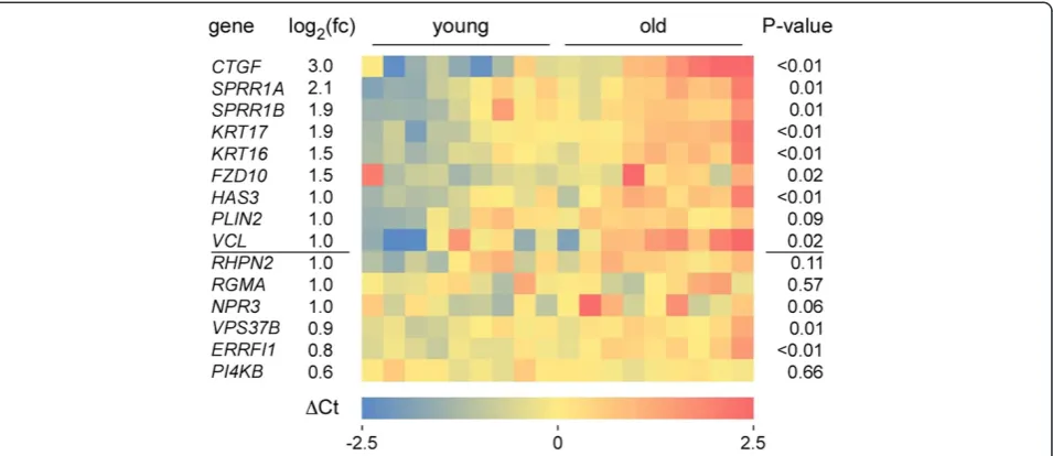 Figure 2 Validation of differential age-related gene expression in individual tissue samples.Δcing.RHPN2 qRT-PCR was performed on RNA from epidermalsuction blisters of 18 healthy female volunteers (9 young and 9 old volunteers)