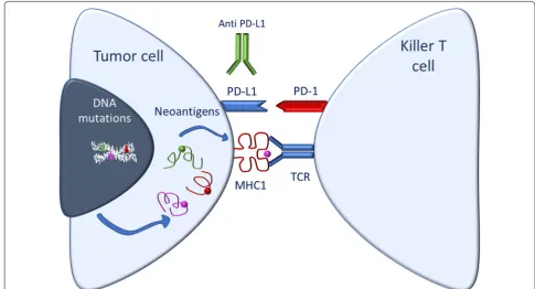 Fig. 1 Schematic diagram of tumor cell with high TMB and its relationship with the immune system