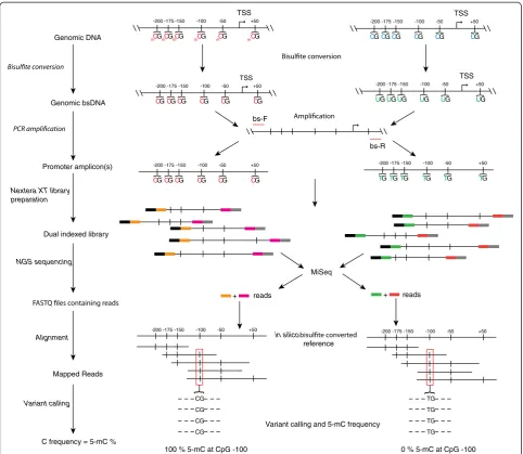 Figure 1 Bisulfite amplicon sequencing (BSAS) method schematic. Genomic DNA is bisulfite converted and subjected to bisulfite-specificPCR, using primers specific for bisulfite converted DNA (bs-F and R red lines)