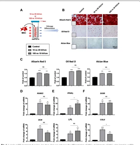 Fig. 1 A single nsPEF treatment (5 pulses, less than 10 s) can enhance the differentiation of MSCs