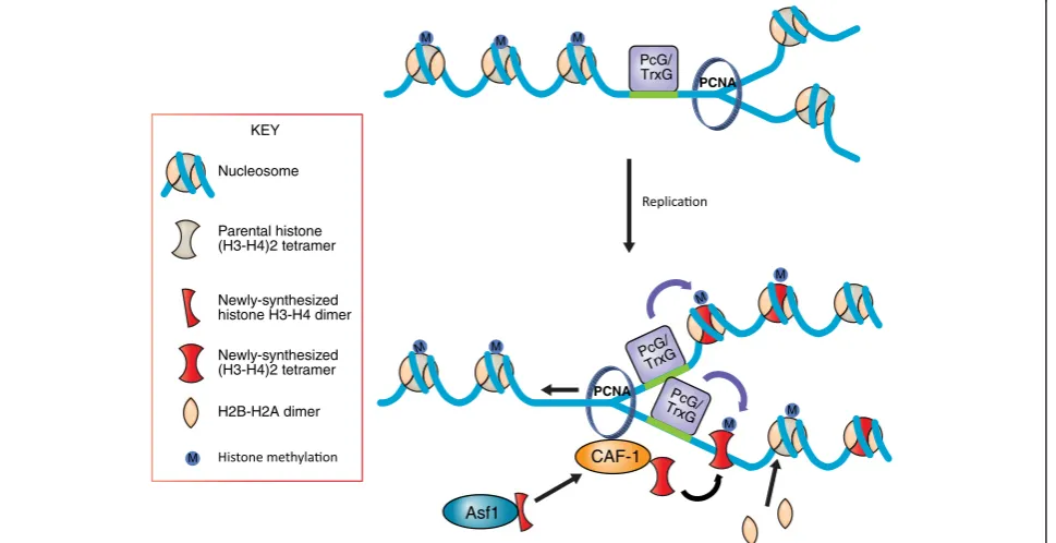 Figure 1 Model for transfer of epigenetic modifications during DNA replication. Passage of replication machinery completely removes theparental histones and their marks while retaining certain histone modifying enzymes such as the PcG/TrxG complexes still 