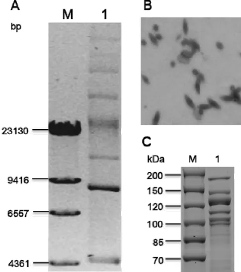 Figure 1. General characteristics of Bacillus thuringiensis Sbt003.(A) Agarose gel electrophoresis of total DNA of Sbt003