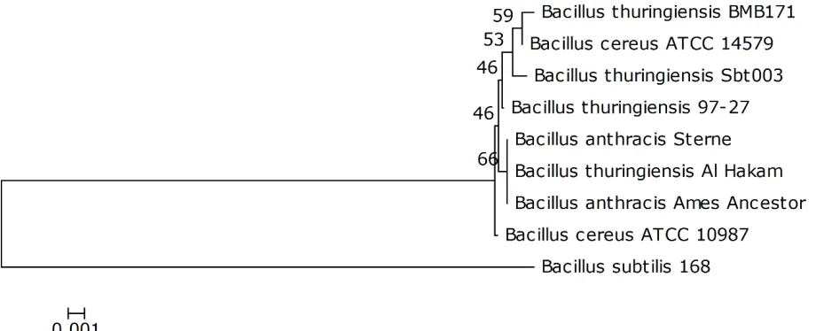 Figure 2. Neighbor-joining phylogenetic tree generated using MEGA 4 based on 16S rRNA sequences