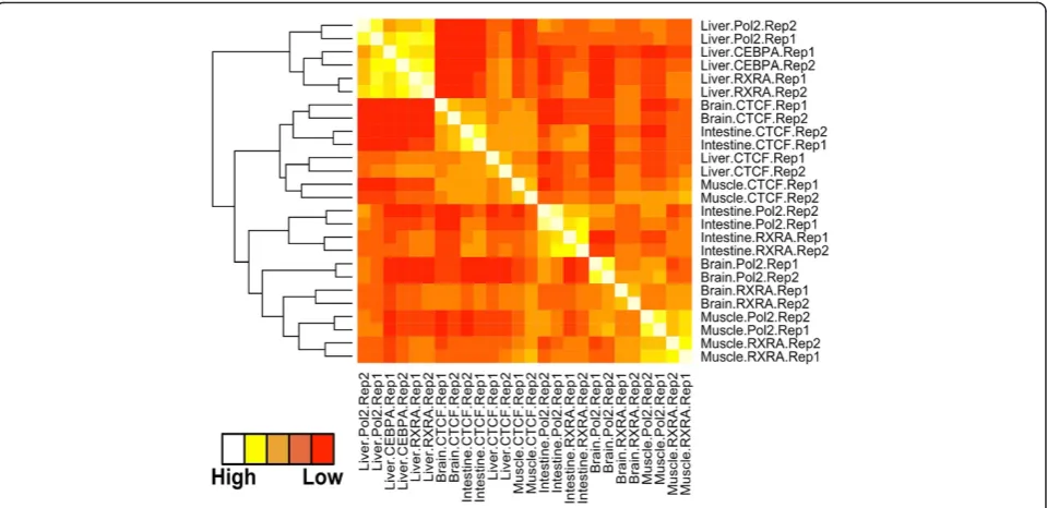 Figure 4 Correlation matrix between ChIP-seq experiments. Heat map displaying Spearman rank correlations between all pairwisecomparisons for all tissues and ChIPs