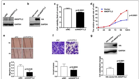 Fig. 3 ANGPTL2 increases cell proliferation and migration/invasion on thyroid cancer cell
