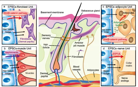 Fig. 1 The interaction between EPSCs and the dermis. a The EPSC-fibroblast unit. b The EPSC-muscle unit