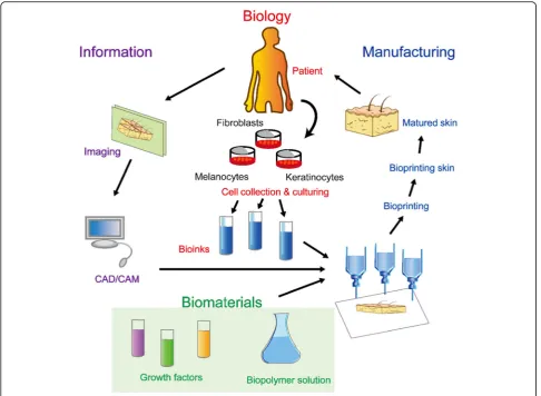 Fig. 2 Steps in the fabrication of 3D bioprinted skin