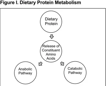 Figure I. Dietary Protein Metabolism 