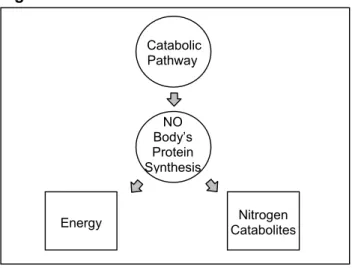 Figure III. The Protein Metabolism Catabolic Pathway 