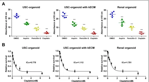 Fig. 6 Application of USC-organoids in renal function and drug screening. a GGT activity measurement for renal function and drug screening in3D organoids