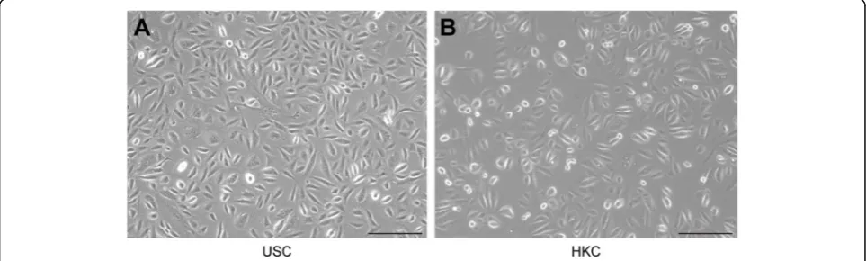Fig. 1 Morphology of USCs and HKCs.smaller than USCs in size (scale bar 200 a The rice grain-like USCs were observed after initial seeding