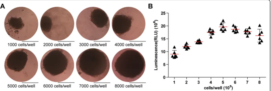 Fig. 2 Morphology observation of USC-organoids and cell density optimization via proliferation assay.between proliferative ability and cell density