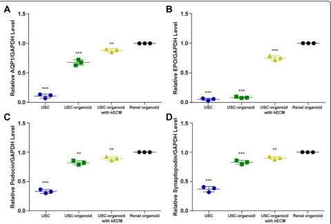 Fig. 5 Expression of renal-specific markers in USCs and 3D organoids via RT-qPCR.kECM and renal organoids had clear EPO expression.USC-organoids with kECM was between USC-organoids and renal organoids.The Synaptopodin expression level of USC-organoids with