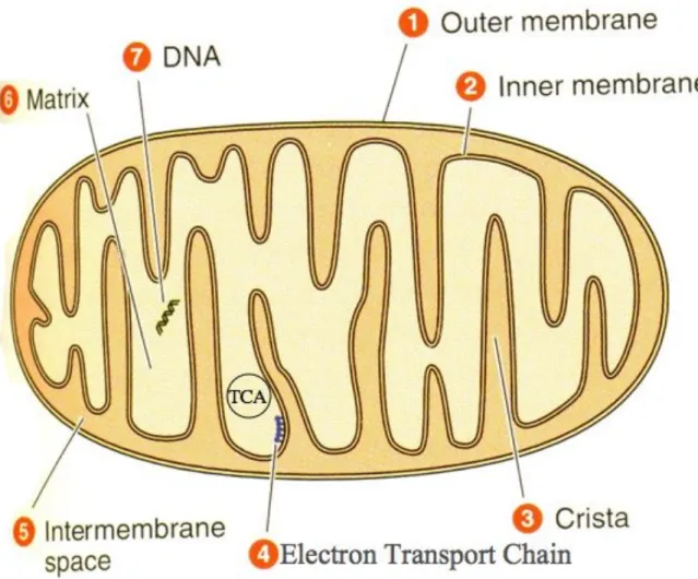 Figure 1. Mitochondrion Shape, Structure and Constituents  The Energy Factory Story of Mitochondria 