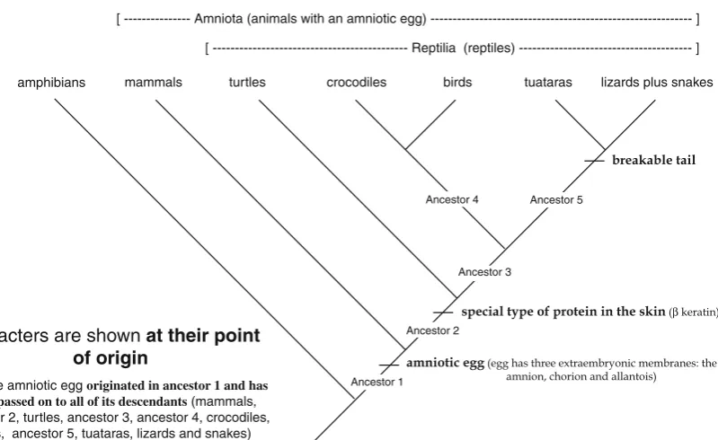 Fig. 7 Actual extinctions.Groups depicted with dottedlines are extinct so all of thegenetic, morphological,physiological, ecological, andbehavioral traits that are uniqueto each group have been lostto the biosphere