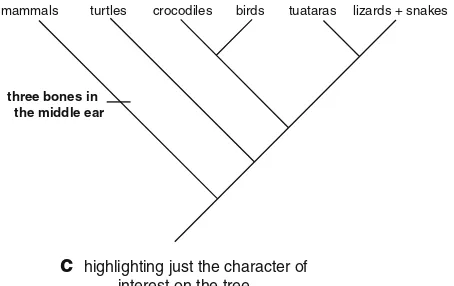 Fig. 9 a–c Representing characters on a phylogenetic tree
