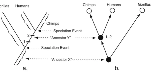 Fig. 1 A hypothesis of relationships among gorillas, chimpanzees,lineage is traced back to a speciation event shown at each node