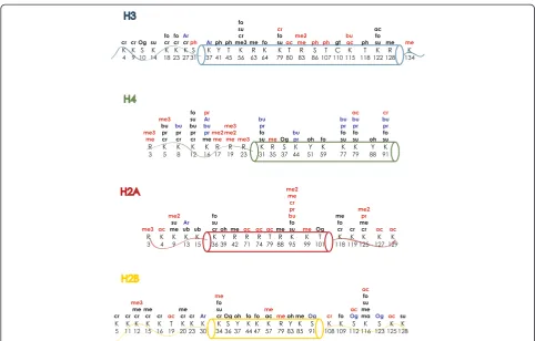Figure 1 Recently identified modifications on the core histones.gt, glutathionylation; ma, malonylation; me, methylation; Og, O-glcNAcylation; oh, hydroxylation; pr, propionylation; su, succinylation; Black, modifications found in vivo in human; red, modif