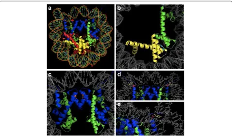 Figure 2 Global domain post-translational modifications. (a) The nucleosome with H3 (blue), H4 (green), H2A (red) and H2B (yellow).(b) Tryosine hydroxylation on H2BY83 (cyan) and H4Y88 (purple) occur at the H2B:H4 interface