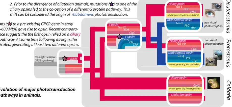 Fig. 5 Evolution of major phototransduction pathways in animals. 1Mutations (Illustrated with star graphic) to a pre-existing GPCR genein early animals (~600 MYA) gave rise to opsin