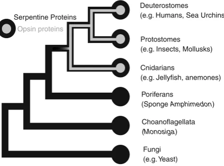 Fig. 2 Opsin originated by mutation of a “serpentine protein” [alsocalled G-protein-coupled receptor (GPCR)]