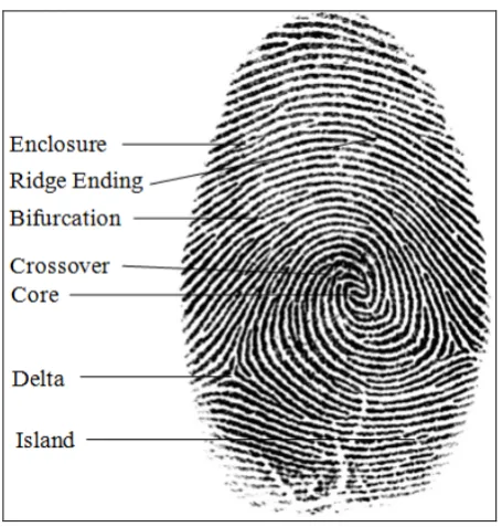 figure below illustrates fingerprint minutia points. minutiae points are considered for human identification