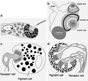 Fig. 4 Very simple, but nonetheless functional, light-sensing systems.A A single light-sensitive cell (ocellus) as found in the larva of thebox jellyfish Tripedalia cystophora