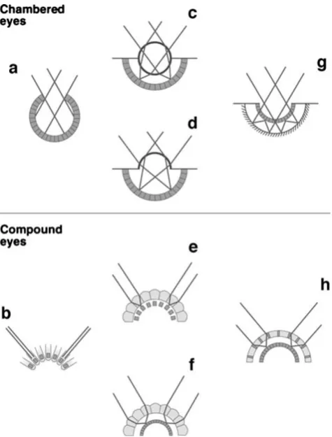 Fig. 5 Eight major types of complex eyes found in living animals,light rays entering the eyes are indicated byphotoreceptive structures are shown ineye, as found insingle-chambered eye in which an image is formed using a concavemirror, as found in some sca