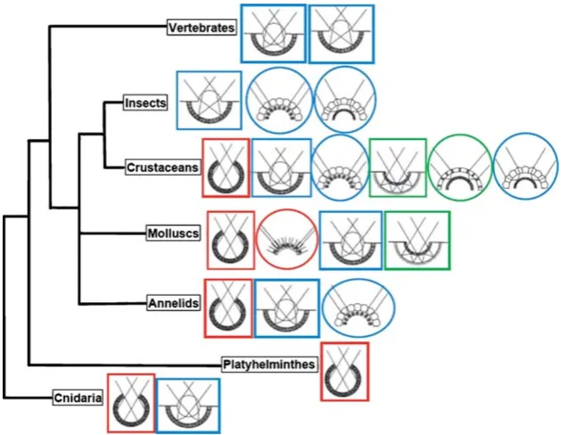 Fig. 6 The distribution of eye types among major taxa of animals.Single-chambered eyes are outlined with rectangles and compoundeyes are outlined with ovals