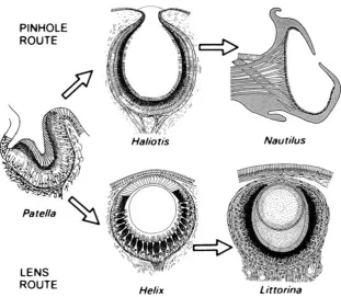 Fig. 10 Two of the several paths of eye evolution followed in mollusks.Contrary to some representations of the eyes in Fig