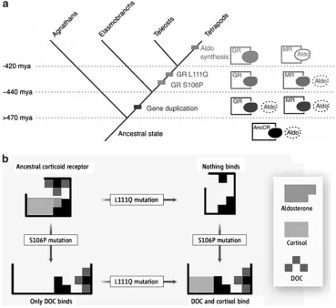 Fig. 1 Indirect evolution of two hormone-receptor pairs. A Stepsinvolved in the origin and evolution of the glucocorticoid receptor(GR) which is sensitive to cortisol and the mineralocorticoid receptor(MR) which is sensitive to aldosterone